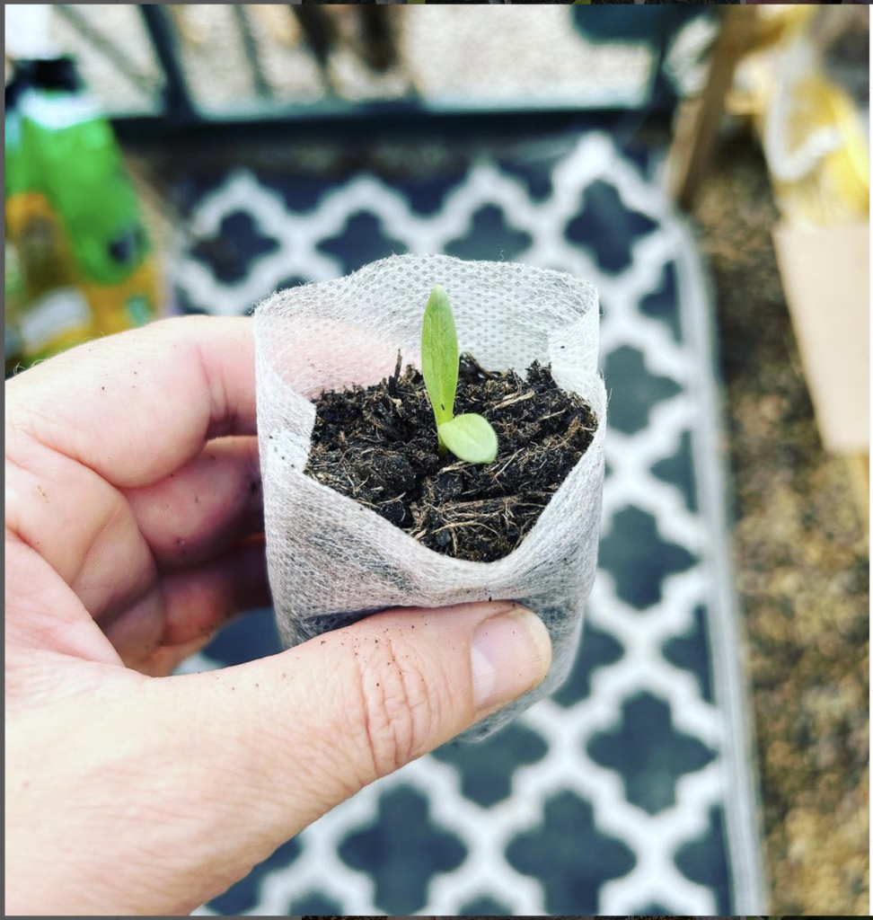 Seedlings In Biodegradable Bag
